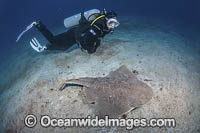 Japanese Angelshark Photo - Andy Murch