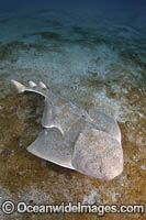 Japanese Angelshark Photo - Andy Murch