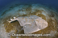 Japanese Angelshark Photo - Andy Murch