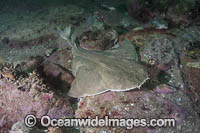Angular Angelshark Photo - Andy Murch