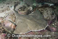 Angular Angelshark Photo - Andy Murch