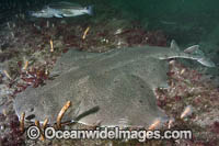 Angular Angelshark Photo - Andy Murch