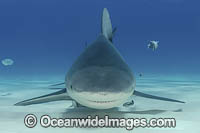 Bull Shark Photo - Andy Murch