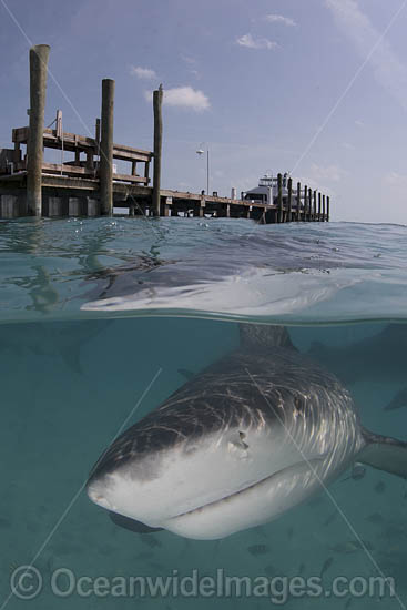 Bull Shark photo