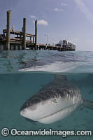Bull Shark Photo - Andy Murch