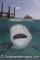 Bull Shark Photo - Andy Murch
