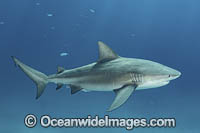 Bull Shark Photo - Andy Murch