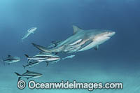 Bull Shark Photo - Andy Murch