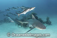 Bull Shark Photo - Andy Murch