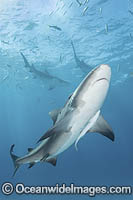 Bull Shark Photo - Andy Murch