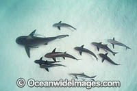 Bull Shark Photo - Andy Murch
