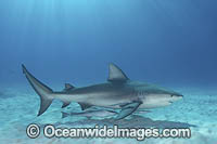 Bull Shark Photo - Andy Murch
