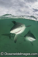 Bull Shark Photo - Andy Murch