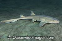 Arabian Bamboo Shark Photo - Andy Murch