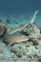 Arabian Bamboo Shark Photo - Andy Murch
