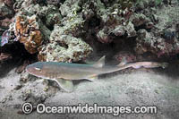 Arabian Bamboo Shark Photo - Andy Murch