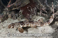 Halmahera Epaulette Shark Photo - Andy Murch