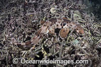 Halmahera Epaulette Shark Photo - Andy Murch