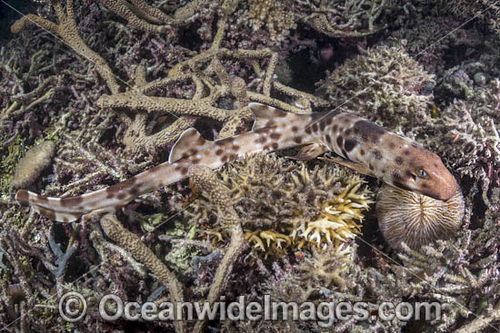 Halmahera Epaulette Shark photo