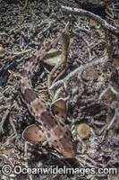Halmahera Epaulette Shark Photo - Andy Murch