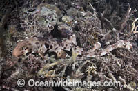 Halmahera Epaulette Shark Photo - Andy Murch