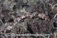 Halmahera Epaulette Shark Photo - Andy Murch