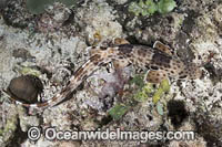 Indonesian Speckled Carpetshark Photo - Andy Murch