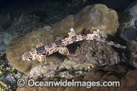 Indonesian Speckled Carpetshark Photo - Andy Murch