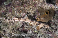 Indonesian Speckled Carpetshark Photo - Andy Murch
