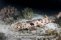 Triton Bay Epaulette Shark Photo - Andy Murch