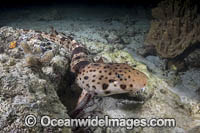 Triton Bay Epaulette Shark Photo - Andy Murch