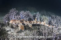 Triton Bay Epaulette Shark Photo - Andy Murch