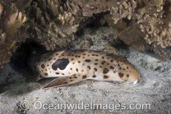 Triton Bay Epaulette Shark photo
