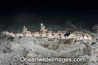 Triton Bay Epaulette Shark Photo - Andy Murch