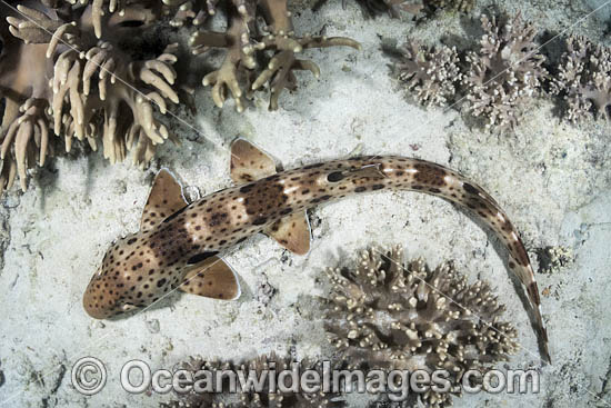 Triton Bay Epaulette Shark photo Triton Bay Epaulette Shark photo
