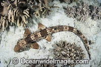 Triton Bay Epaulette Shark Photo - Andy Murch