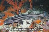 Pyjama Shark Photo - Andy Murch