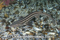 Pyjama Shark Photo - Andy Murch