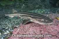 Pyjama Shark Photo - Andy Murch