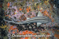 Pyjama Shark Photo - Andy Murch