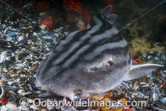 Pyjama Shark photo Pyjama Shark photo