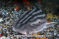 Pyjama Shark Photo - Andy Murch