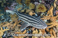 Pyjama Shark Photo - Andy Murch