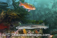 Pyjama Shark Photo - Andy Murch