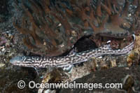 Coral Catshark Photo - Andy Murch