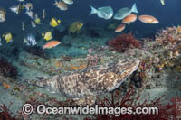Blotchy Swellshark Photo - Andy Murch