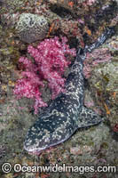 Blotchy Swellshark Photo - Andy Murch