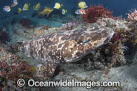 Blotchy Swellshark Photo - Andy Murch