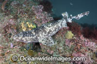Blotchy Swellshark Photo - Andy Murch