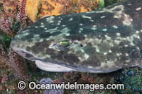 Blotchy Swellshark Photo - Andy Murch